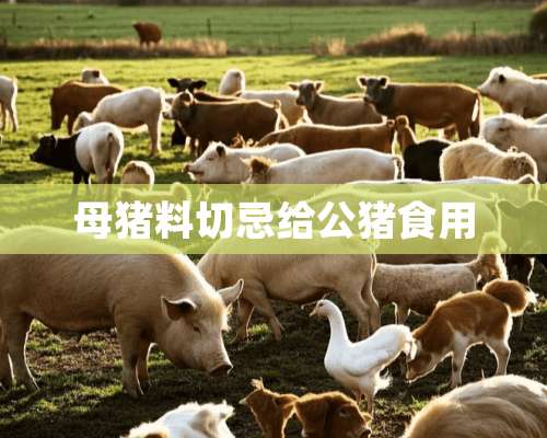 母猪料切忌给公猪食用