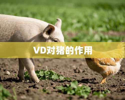 VD对猪的作用