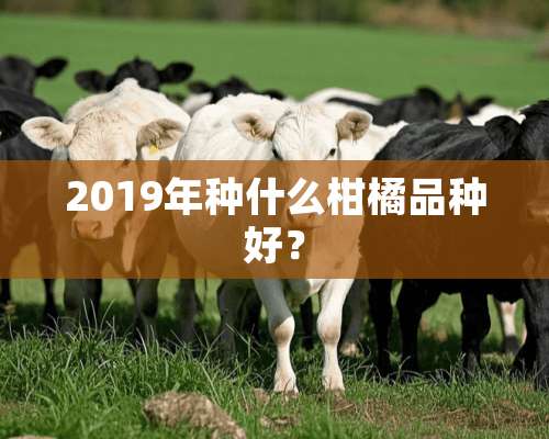 2019年种什么柑橘品种好？