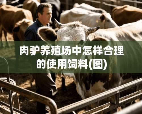 肉驴养殖场中怎样合理的使用饲料(图)