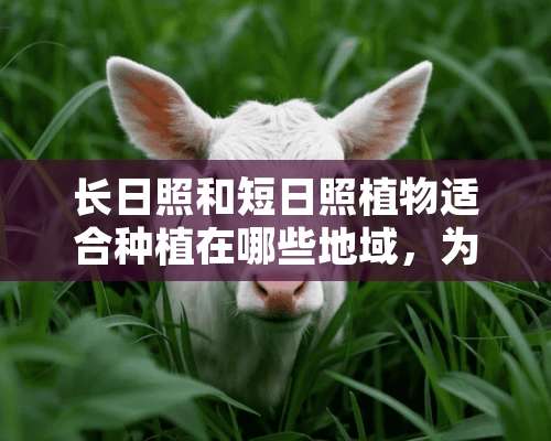 长日照和短日照植物适合种植在哪些地域，为什么？