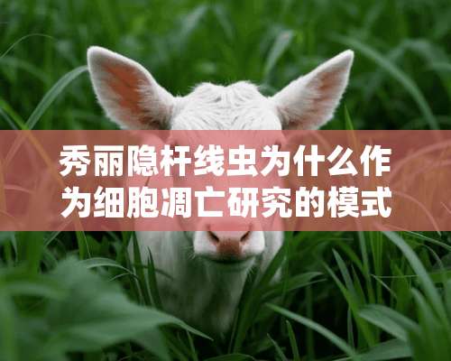 秀丽隐杆线虫为什么作为细胞凋亡研究的模式生物