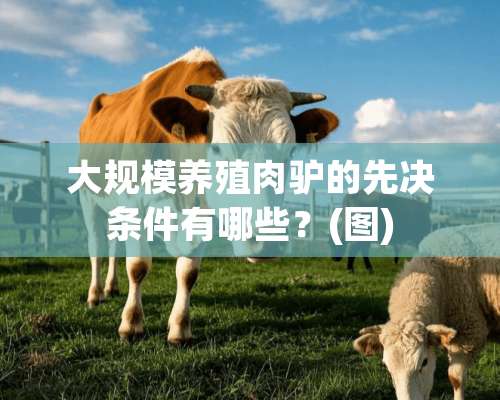 大规模养殖肉驴的先决条件有哪些？(图)