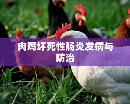 肉鸡坏死性肠炎发病与防治