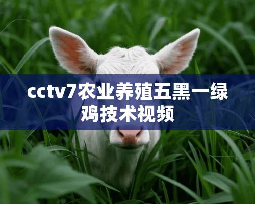 cctv7农业养殖五黑一绿鸡技术视频