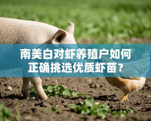 南美白对虾养殖户如何正确挑选优质虾苗？