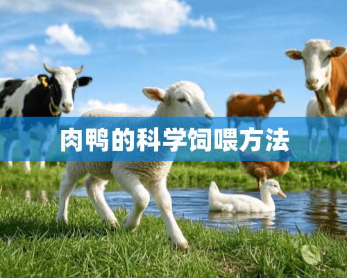 肉鸭的科学饲喂方法