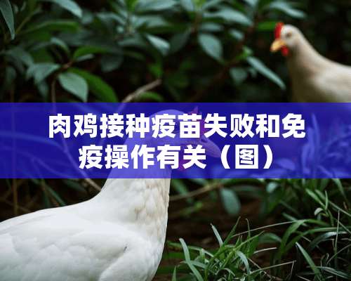 肉鸡接种疫苗失败和免疫操作有关（图）