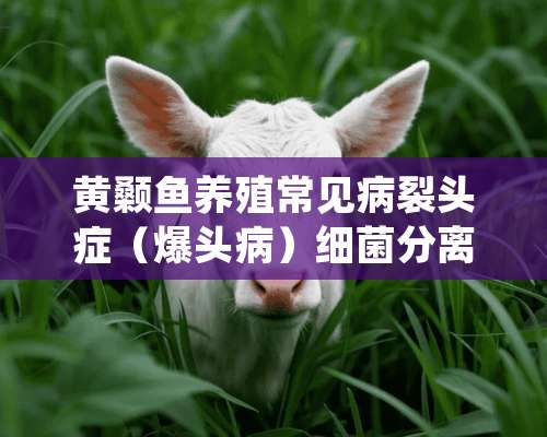 黄颡鱼养殖常见病裂头症（爆头病）细菌分离一例