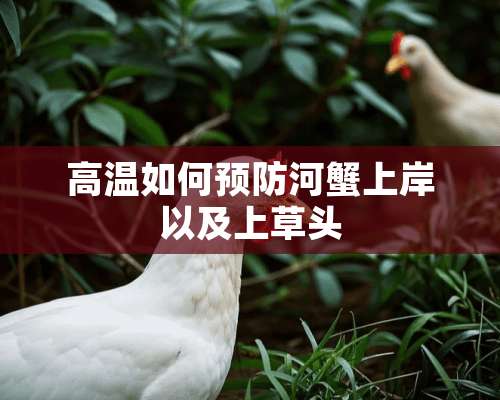 高温如何预防河蟹上岸以及上草头