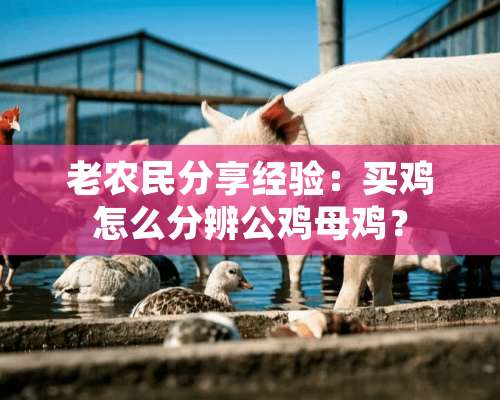 老农民分享经验：买鸡怎么分辨公鸡母鸡？