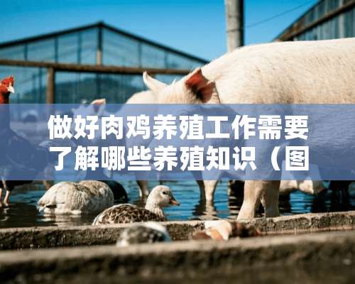 做好肉鸡养殖工作需要了解哪些养殖知识（图）