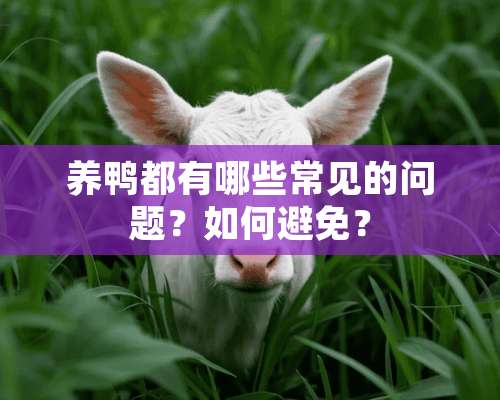 养鸭都有哪些常见的问题？如何避免？