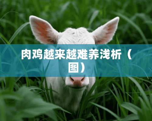 肉鸡越来越难养浅析（图）