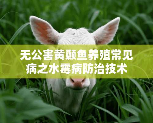 无公害黄颡鱼养殖常见病之水霉病防治技术