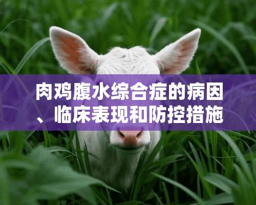 肉鸡腹水综合症的病因、临床表现和防控措施