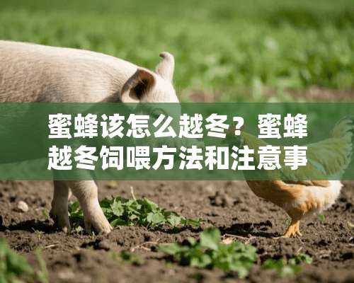 蜜蜂该怎么越冬？蜜蜂越冬饲喂方法和注意事项