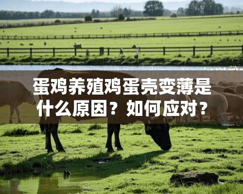 蛋鸡养殖鸡蛋壳变薄是什么原因？如何应对？