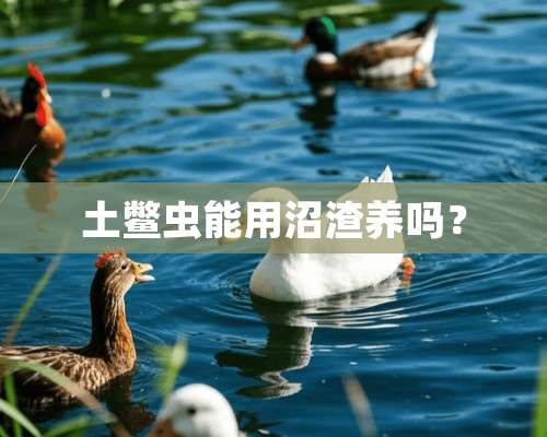 土鳖虫能用沼渣养吗？