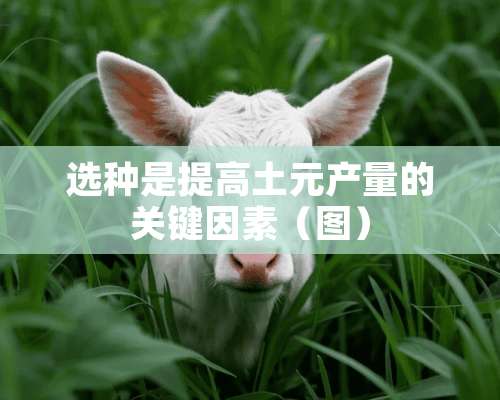 选种是提高土元产量的关键因素（图）