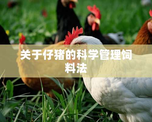 关于仔猪的科学管理饲料法