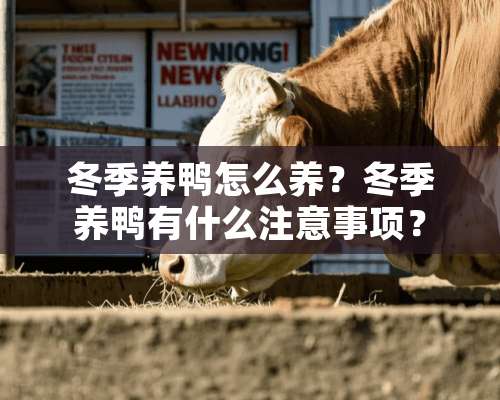 冬季养鸭怎么养？冬季养鸭有什么注意事项？