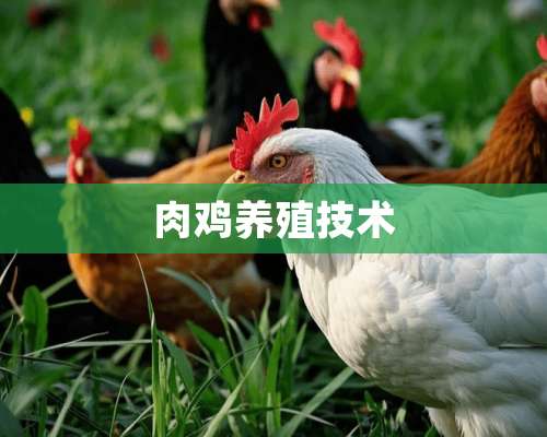 肉鸡养殖技术