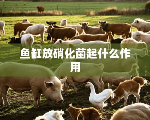 鱼缸放硝化菌起什么作用