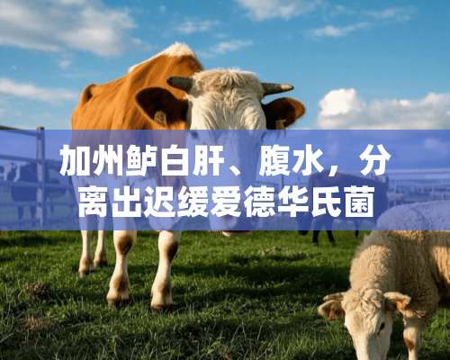 加州鲈白肝、腹水，分离出迟缓爱德华氏菌