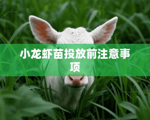 小龙虾苗投放前注意事项