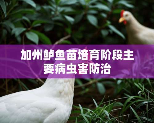 加州鲈鱼苗培育阶段主要病虫害防治