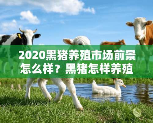 2020黑猪养殖市场前景怎么样？黑猪怎样养殖管理？