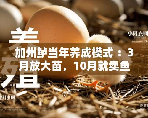 加州鲈当年养成模式 ：3月放大苗，10月就卖鱼