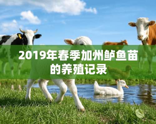 2019年春季加州鲈鱼苗的养殖记录