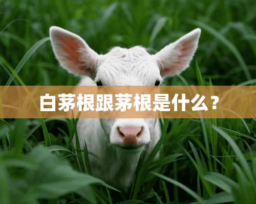 白茅根跟茅根是什么？