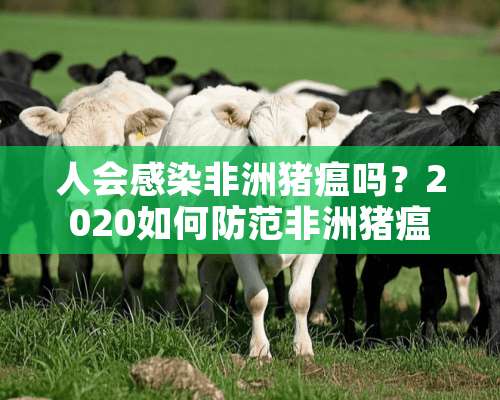 人会感染非洲猪瘟吗？2020如何防范非洲猪瘟？