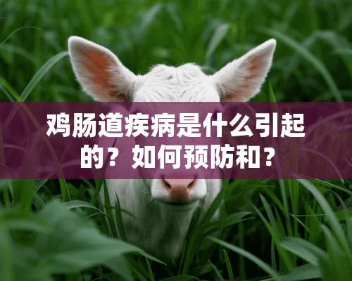 鸡肠道疾病是什么引起的？如何预防和？