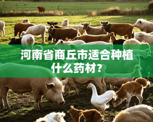 河南省商丘市适合种植什么药材？