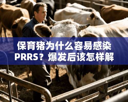 保育猪为什么容易感染PRRS？爆发后该怎样解决？