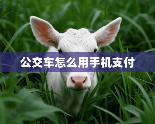 公交车怎么用手机支付