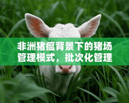 非洲猪瘟背景下的猪场管理模式，批次化管理的优点