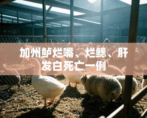 加州鲈烂嘴、烂鳃、肝发白死亡一例