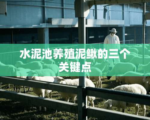 水泥池养殖泥鳅的三个关键点