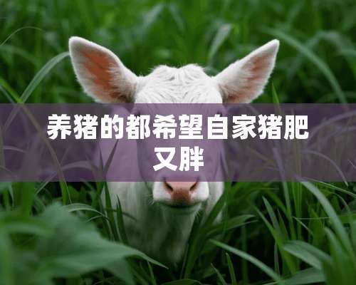 养猪的都希望自家猪肥又胖