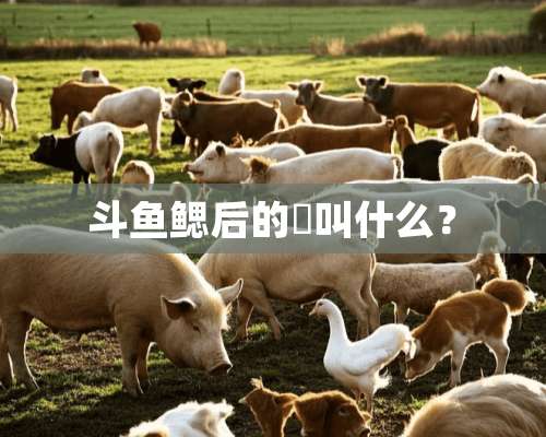 斗鱼鳃后的鲯叫什么？