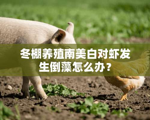 冬棚养殖南美白对虾发生倒藻怎么办？