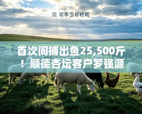 首次间捕出鱼25,500斤！顺德杏坛客户罗强源出鱼捷报！