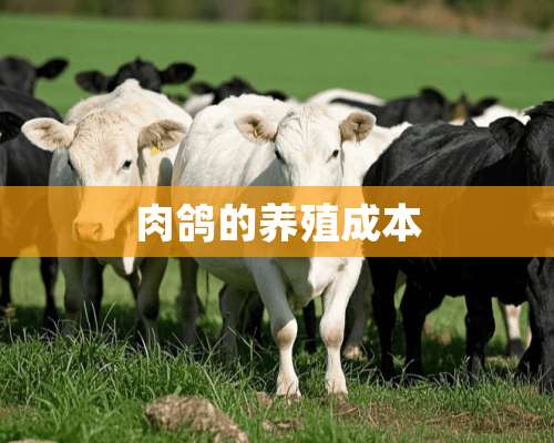 肉鸽的养殖成本