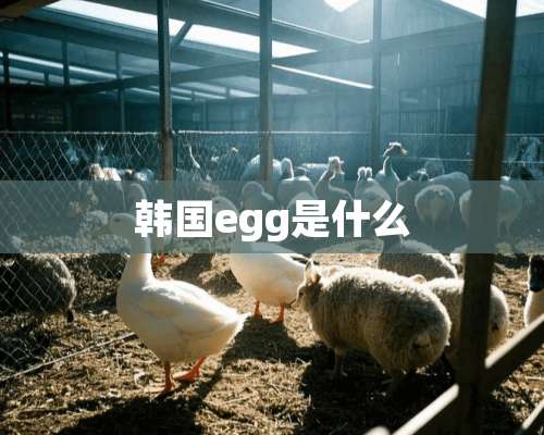 韩国egg是什么