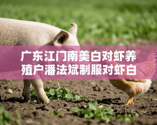 广东江门南美白对虾养殖户潘法斌**对虾白便病的秘密